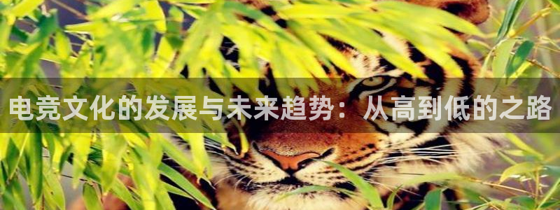 威客电竞 optic